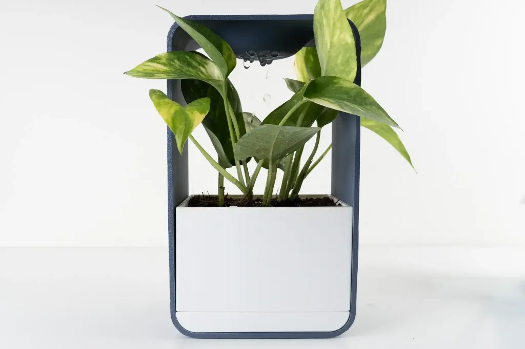 Mist -  Watering Planter